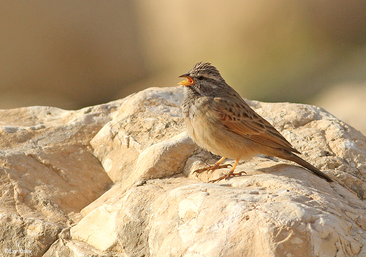 Mountain Bunting Emberiza ,Einot Fatzael,Jordan valley,february 2014,Lior Kislev